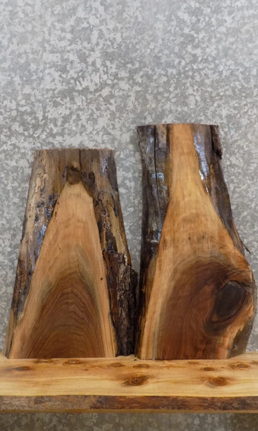 2- Live Edge Black Walnut Charcuterie Board/Taxidermy Mount Slabs 1557-1558